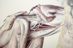 Anatomische Zeichnung eines Körperteils mit Faszien